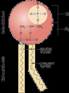 Phospholipid bilayer arrangement in plasma membrane