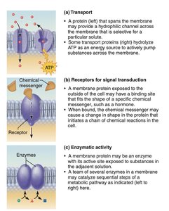 Membrane protein functions: transport, receptors, enzymes