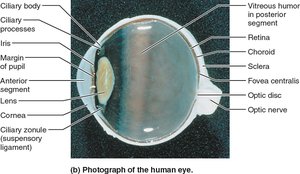 Photograph of the human eye, sagittal section
