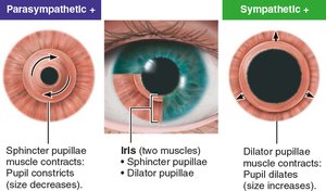 Pupil constriction and dilation