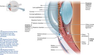 Circulation of aqueous humor