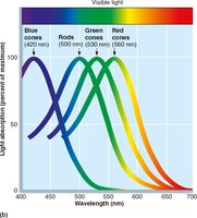 Photoreceptor sensitivities to different wavelengths