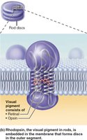 Photoreceptors of the retina