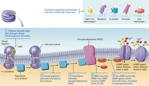 Events of phototransduction