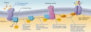 Olfactory transduction process