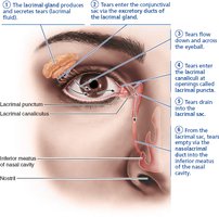 Lacrimal apparatus and tear flow