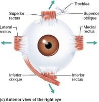 Anterior view of extrinsic eye muscles