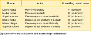 Summary of muscle actions and innervating cranial nerves