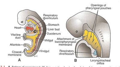 Sagittal section of embryo showing respiratory diverticulum