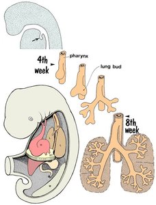 Development of respiratory primordium and laryngotracheal groove