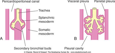 Development of bronchial buds and pleural cavities