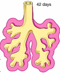 Bronchial branching at 42 days