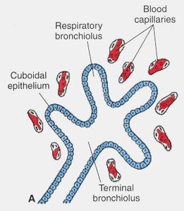 Histology of canalicular stage of lung development