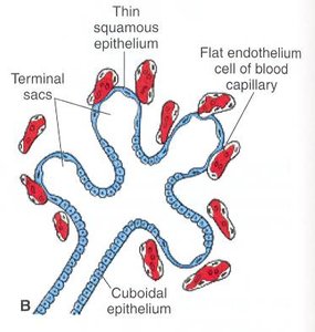 Histology of terminal sac stage of lung development