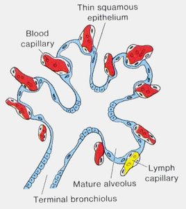 Histology of mature alveolus in alveolar stage