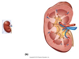 Internal anatomy of the kidney