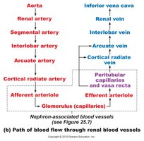 Path of blood flow through renal blood vessels