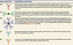 Antibody types and functions