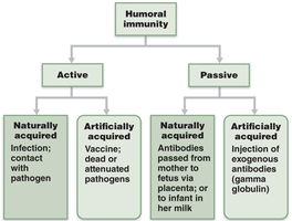 Active and passive humoral immunity