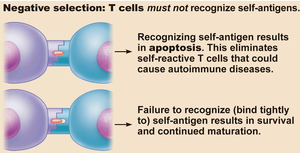 Negative selection of T cells