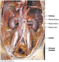 Dissection showing kidneys and urinary tract