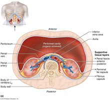 Supportive tissue layers of the kidney
