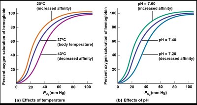 Effects of temperature and pH on hemoglobin affinity
