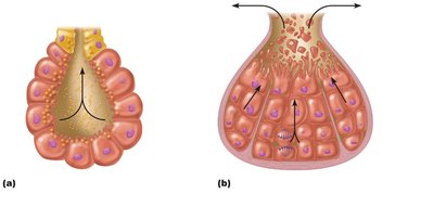 Chief modes of secretion in human exocrine glands