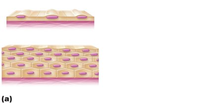Classification based on number of cell layers