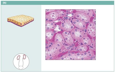 Simple cuboidal epithelium in kidney tubules