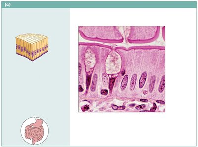 Simple columnar epithelium of the small intestine mucosa
