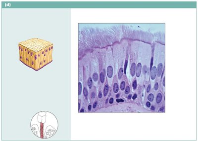 Pseudostratified ciliated columnar epithelium lining the human trachea
