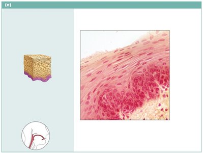 Stratified squamous epithelium lining the esophagus