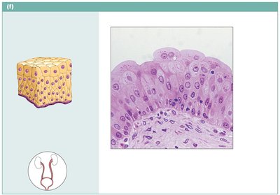 Transitional epithelium lining the bladder