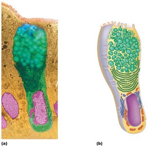 Goblet cell (unicellular exocrine gland)