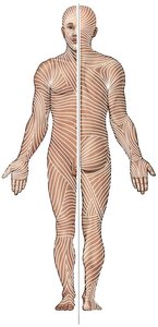 Diagram of tension lines on the skin