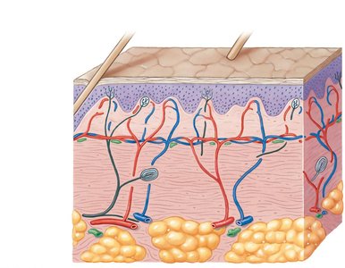 Diagram of dermal circulation