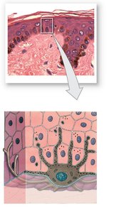 Melanocytes in the stratum basale