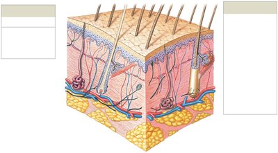 Diagram of the integumentary system showing skin layers and accessory structures