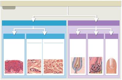 Table showing cutaneous membrane and accessory structures