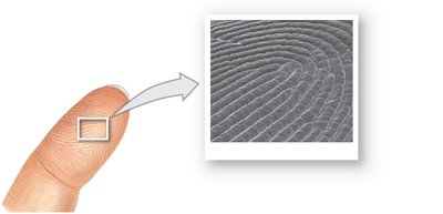 Fingerprints and thick skin SEM
