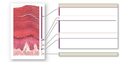 Histological diagram of epidermal layers