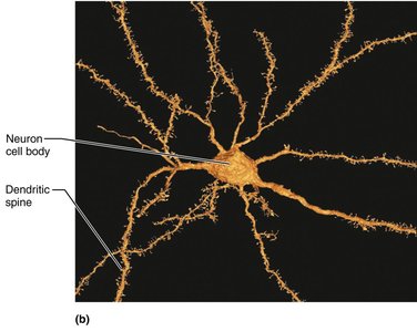 Dendritic spines on a neuron