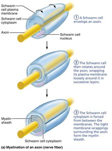 Myelination of an axon by Schwann cells