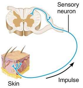 Sensory neuron from skin to spinal cord