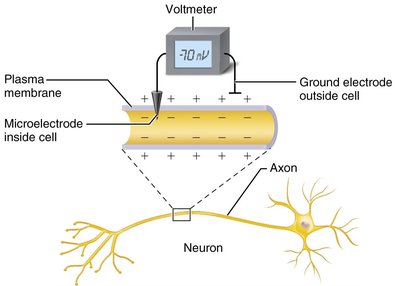 Measuring membrane potential in neurons