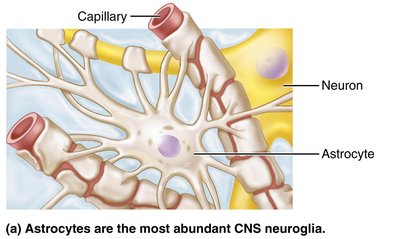 Astrocytes in the CNS