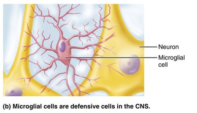 Microglial cells in the CNS