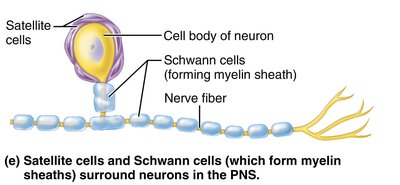 Satellite cells and Schwann cells in the PNS