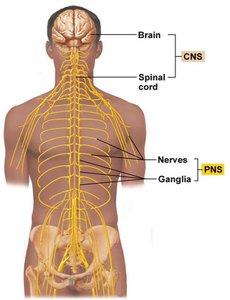 Diagram of CNS and PNS in the human body
